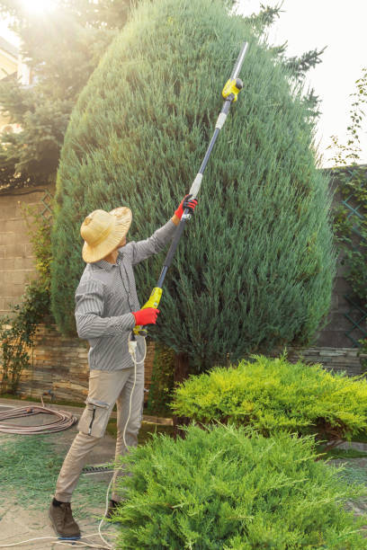 Best Emergency Storm Tree Removal  in Tara Hills, CA